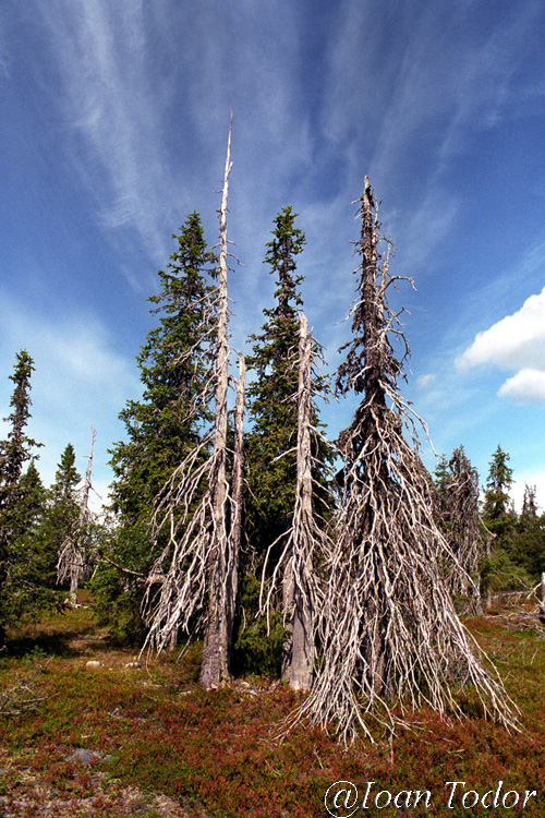 Trees, Lapland