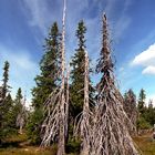 Trees, Lapland