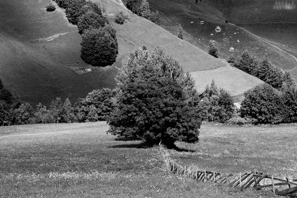 trees & meadows