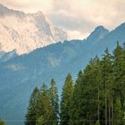 Trees & Mountains