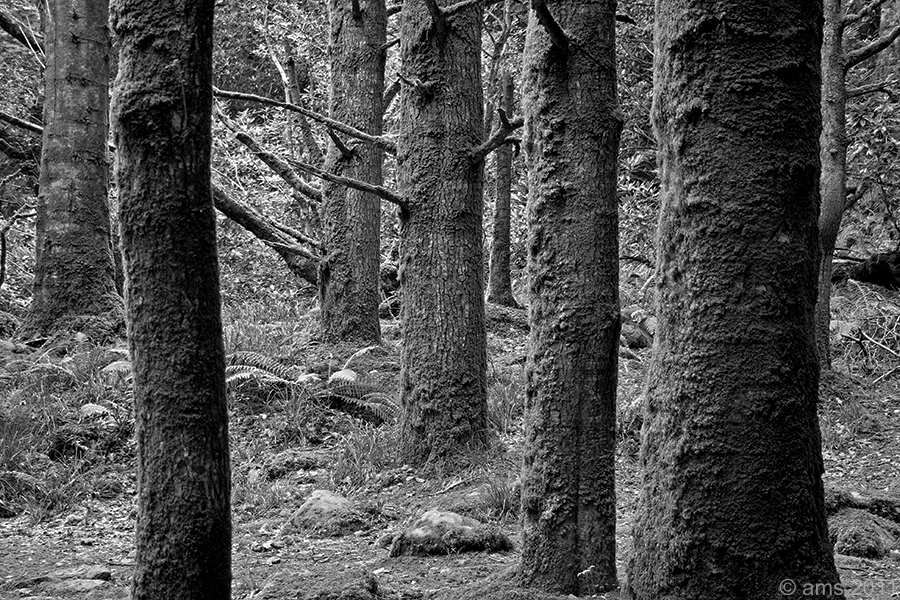 Trees - National Park Killarney