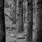 Trees - National Park Killarney