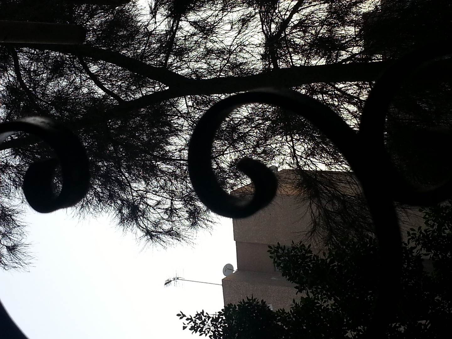 trees nd buildings