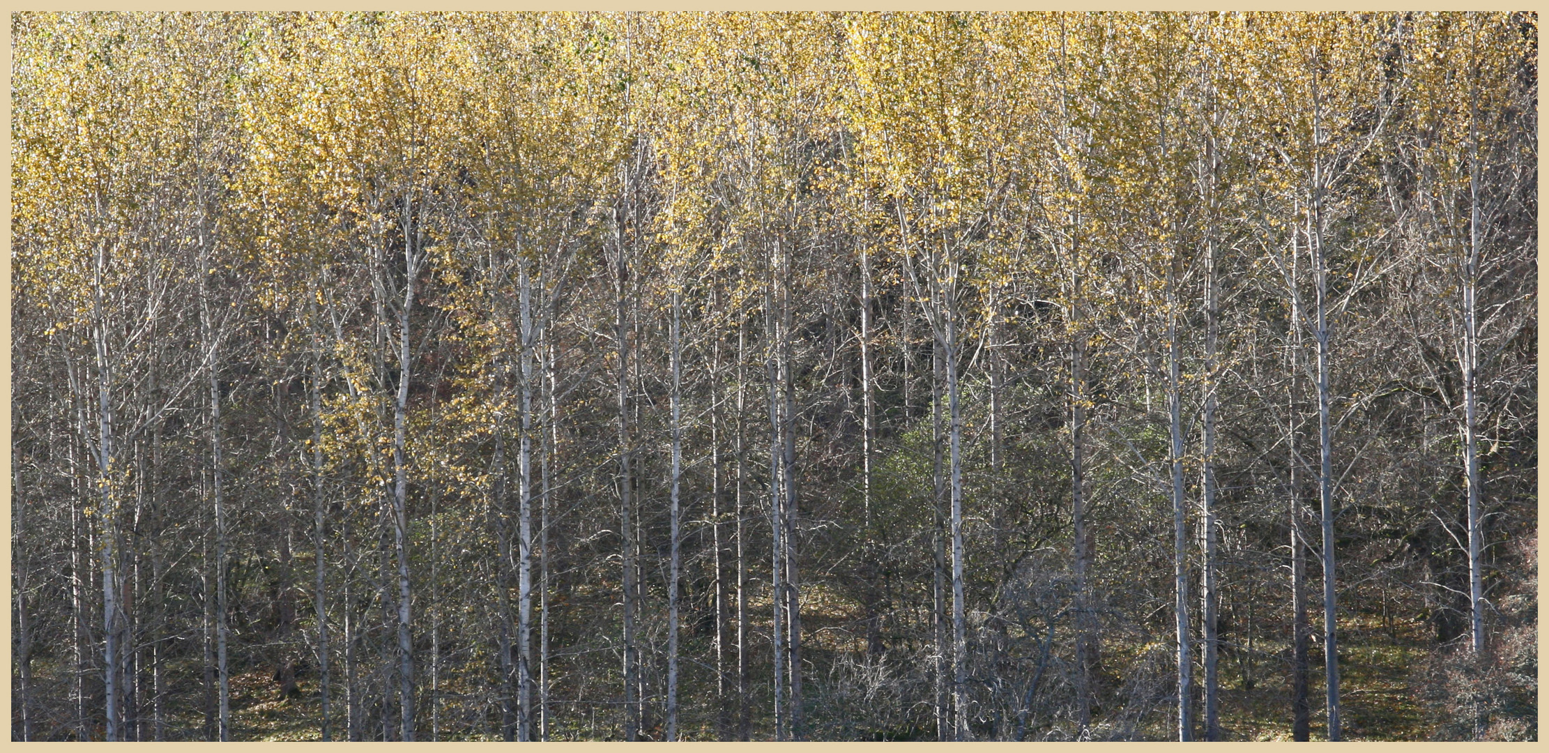 trees near camptown Scottish borders