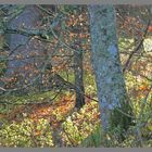 trees near hesleyside 2