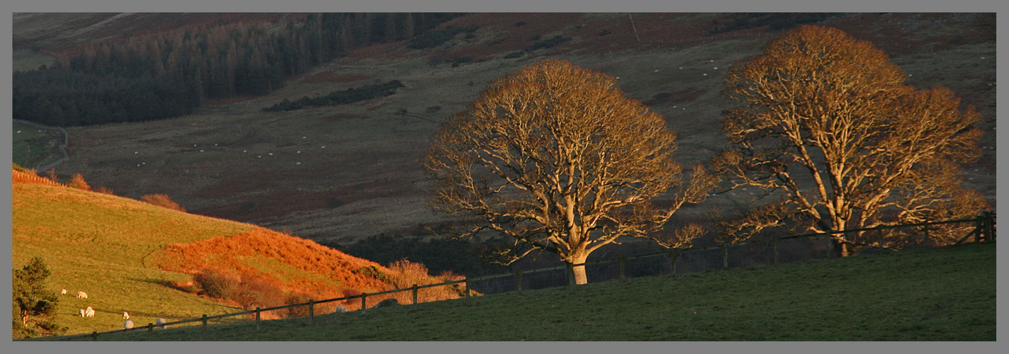 trees near hethpool house