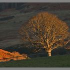 trees near hethpool house