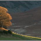 trees near Hethpool in the college valley