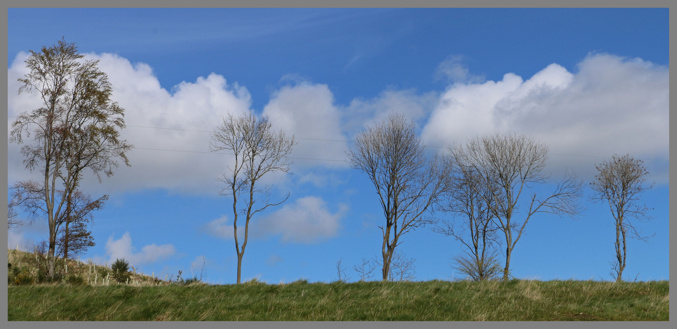 trees near Lanton Mill Glendale Northumberland 1b