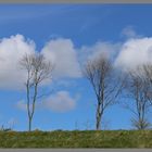 trees near Lanton Mill Glendale Northumberland 1b