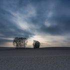 Trees near Wolfenbüttel...