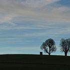 Trees o the Hill