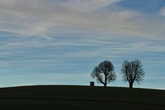 Trees o the Hill