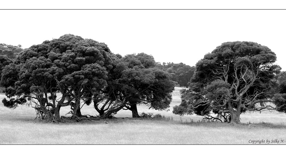 Trees of Australia