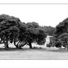 Trees of Australia