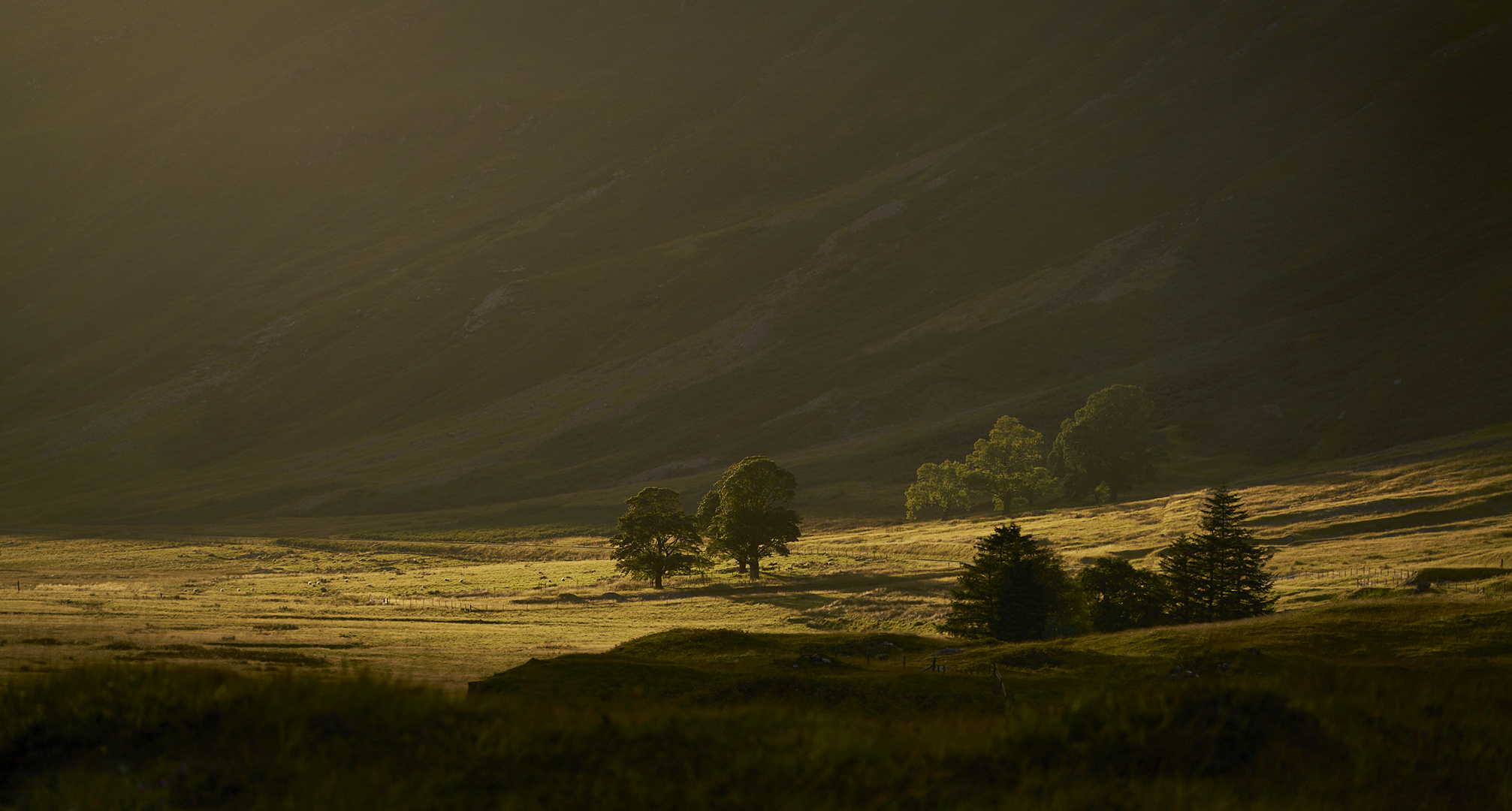 Trees of Glencoe 1