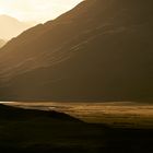 Trees of Glencoe 2