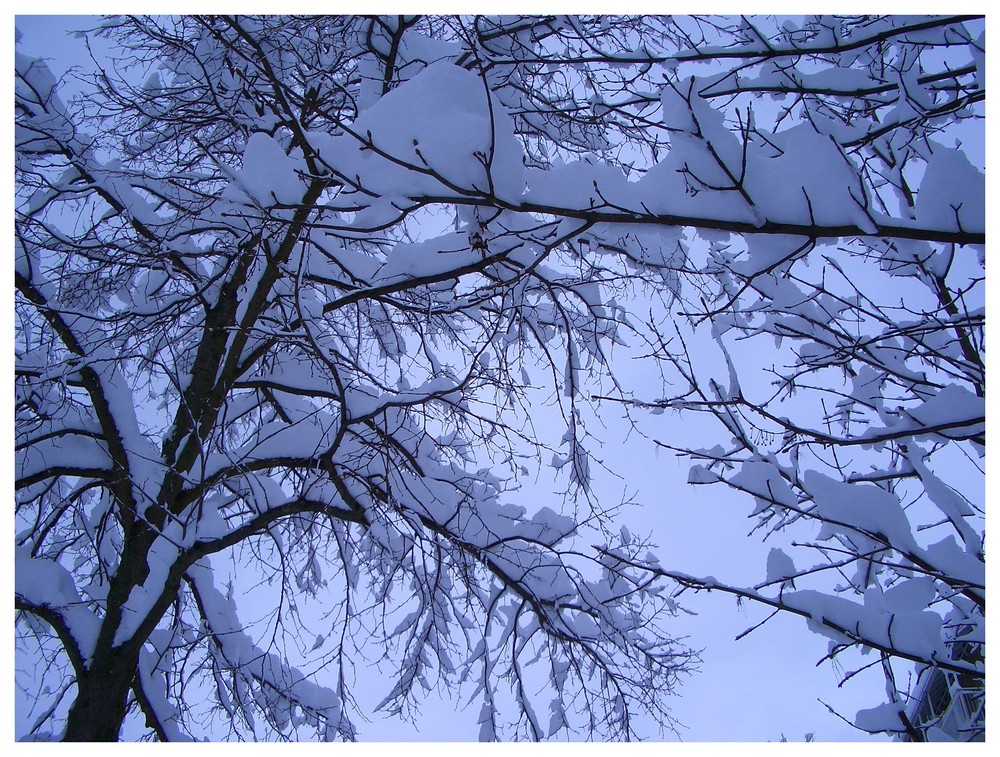 Trees of Snow