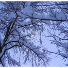 Trees of Snow