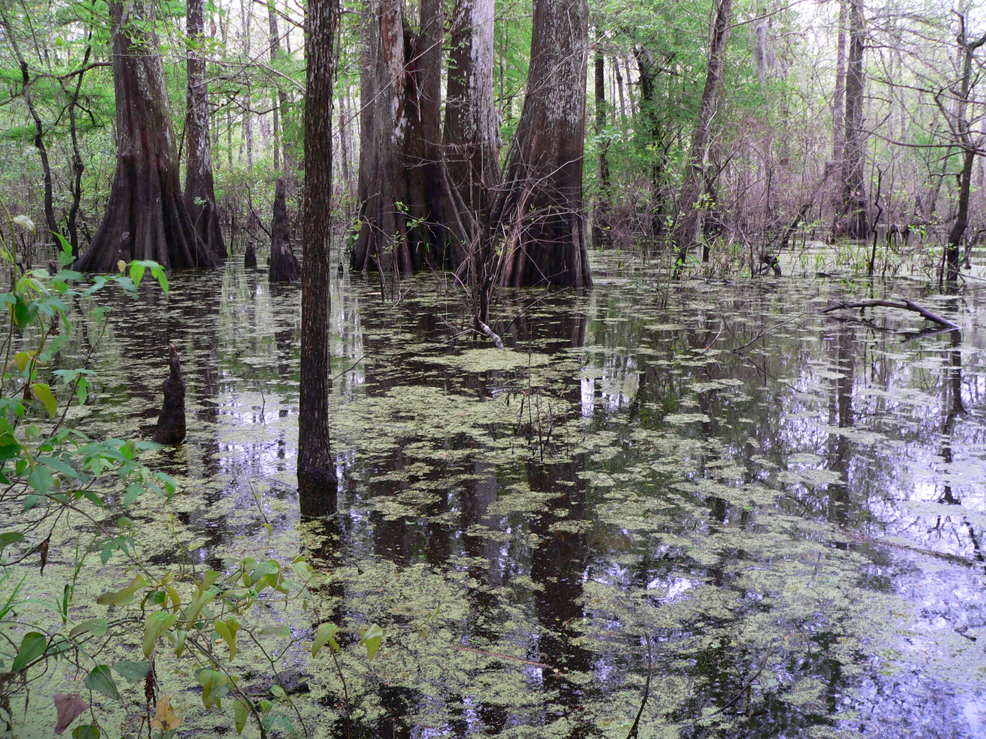 Trees Of the Swampland