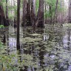 Trees Of the Swampland