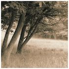 trees on a rainy afternoon