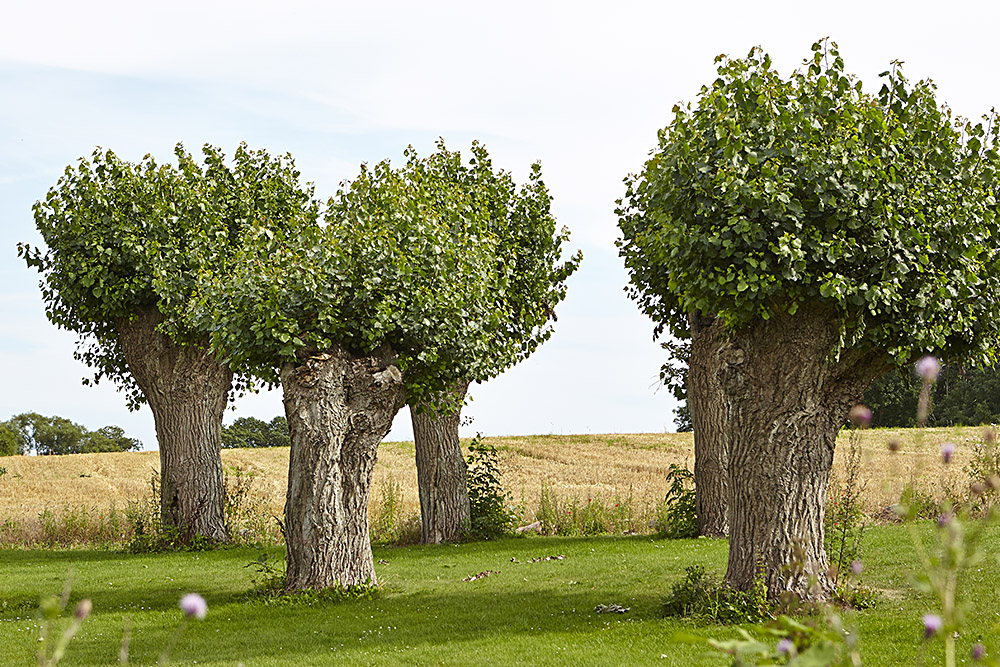 Trees on Avernako Denmark