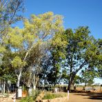 Trees on Tennant Creek Campground