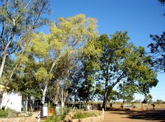 Trees on Tennant Creek Campground