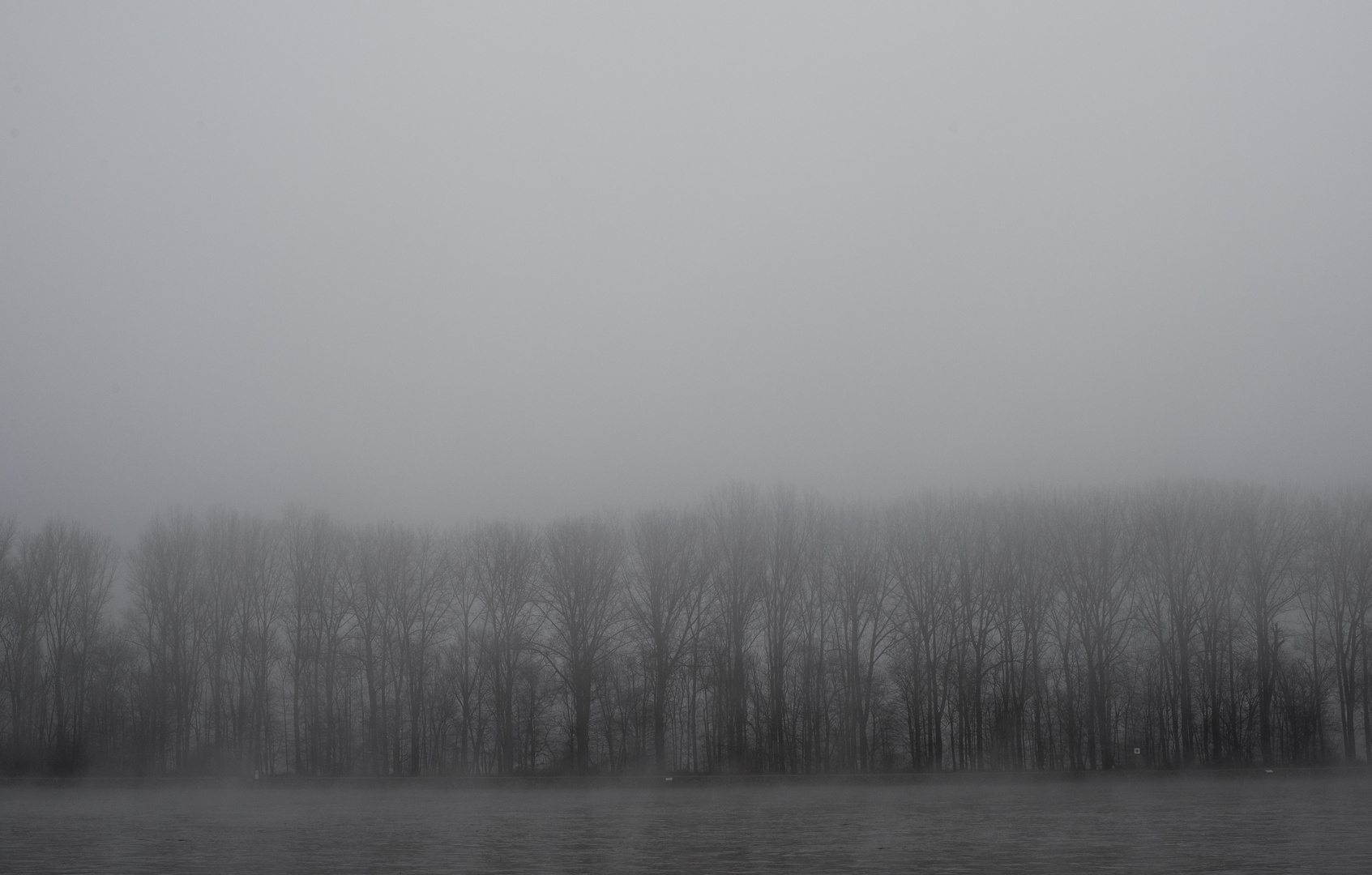 Trees on the banks of river Rhine 