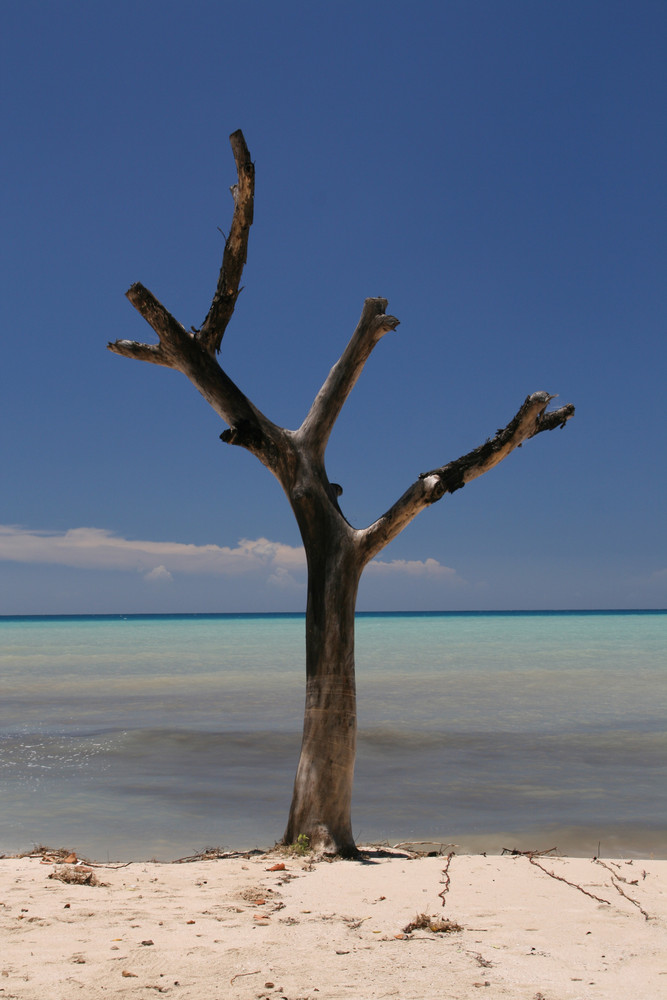 Trees on the Beach I