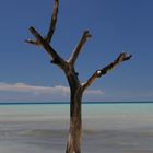 Trees on the Beach I