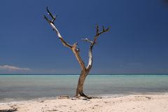 Trees on the Beach II