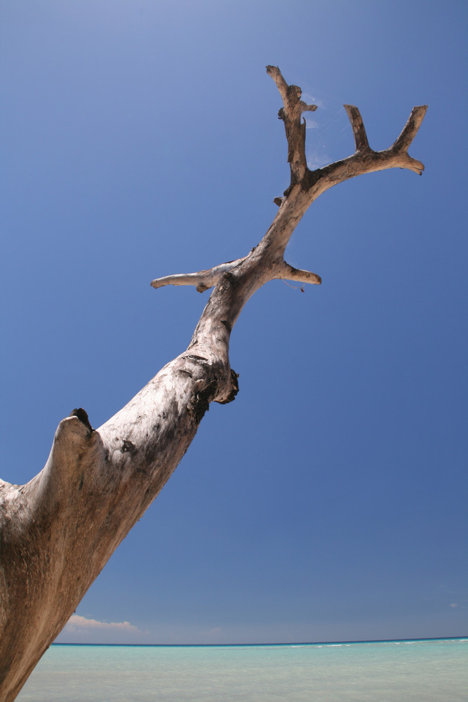 Trees on the Beach III