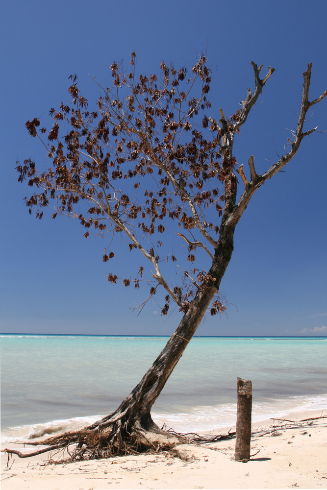 Trees on the Beach IV