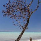 Trees on the Beach IV