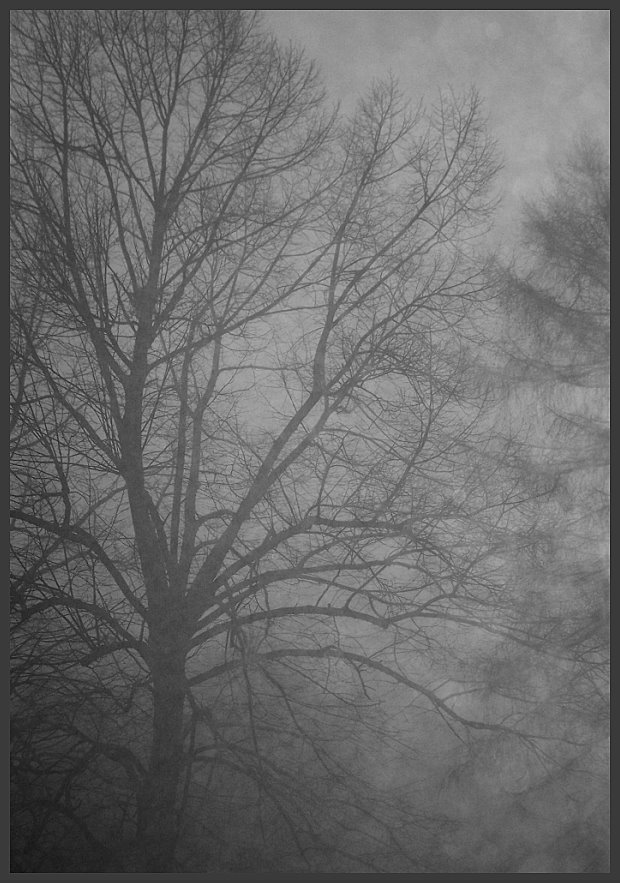 trees on the grave yard