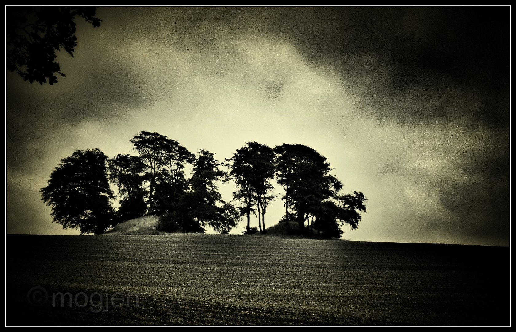 trees on the hill