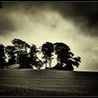 trees on the hill