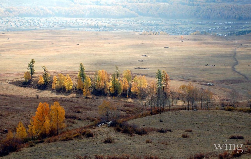 trees on the hill