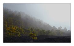 Trees on the moon - Mondlandschaft mit Bäumen 2