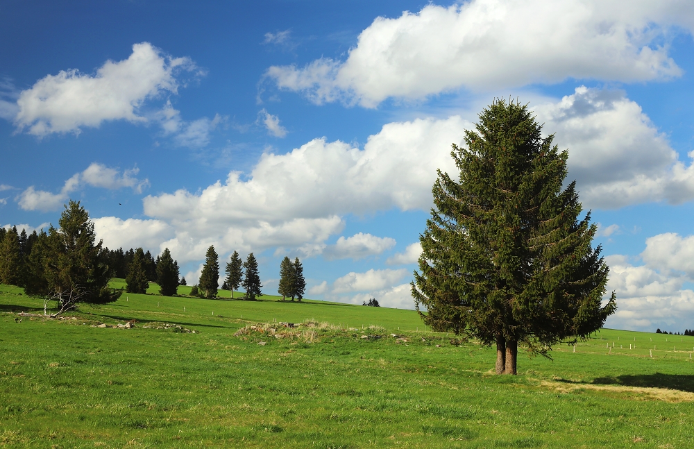 Trees on the plain