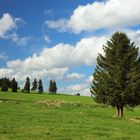 Trees on the plain