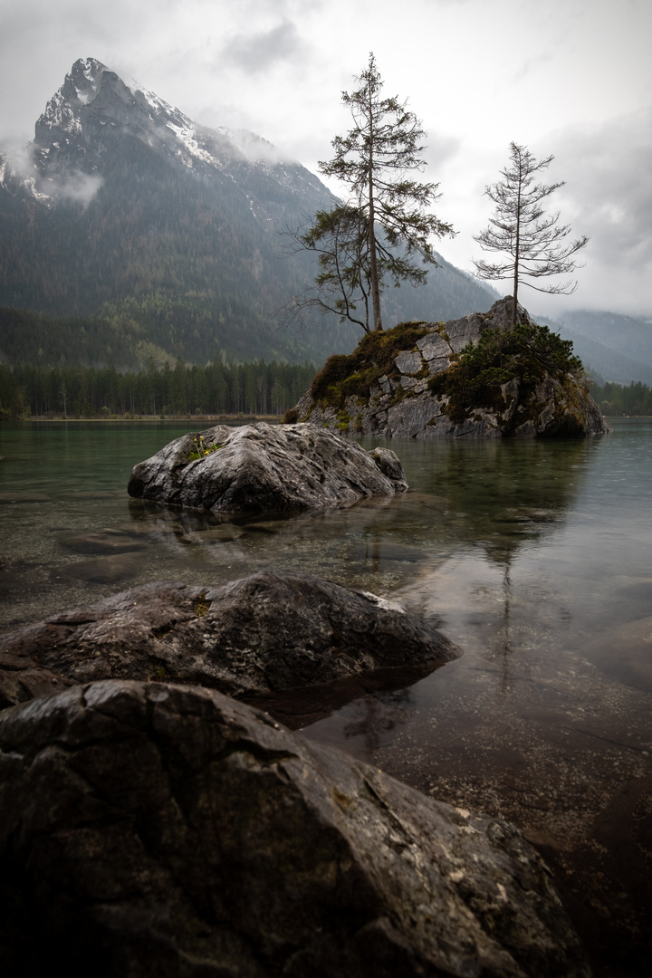 Trees on the rocks