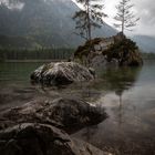 Trees on the rocks