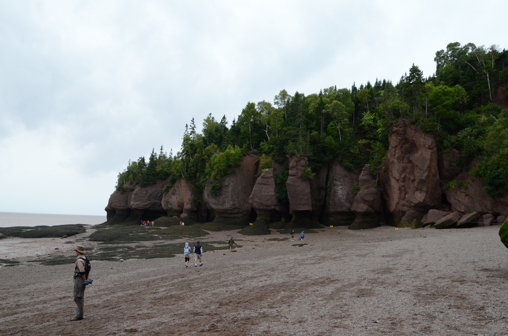 Trees on the rocks