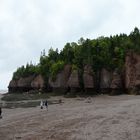 Trees on the rocks