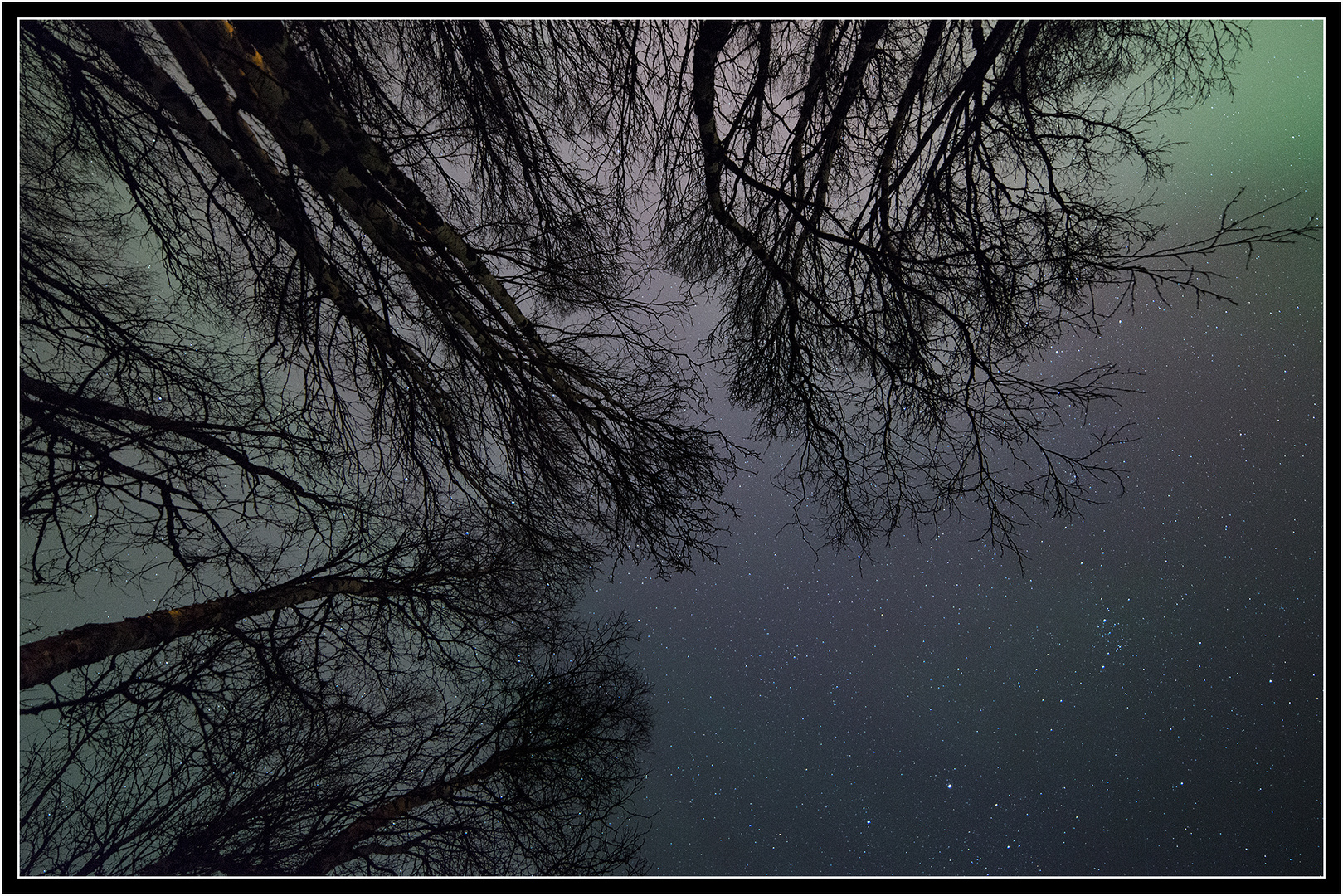 ~ trees reaching for aurora ~