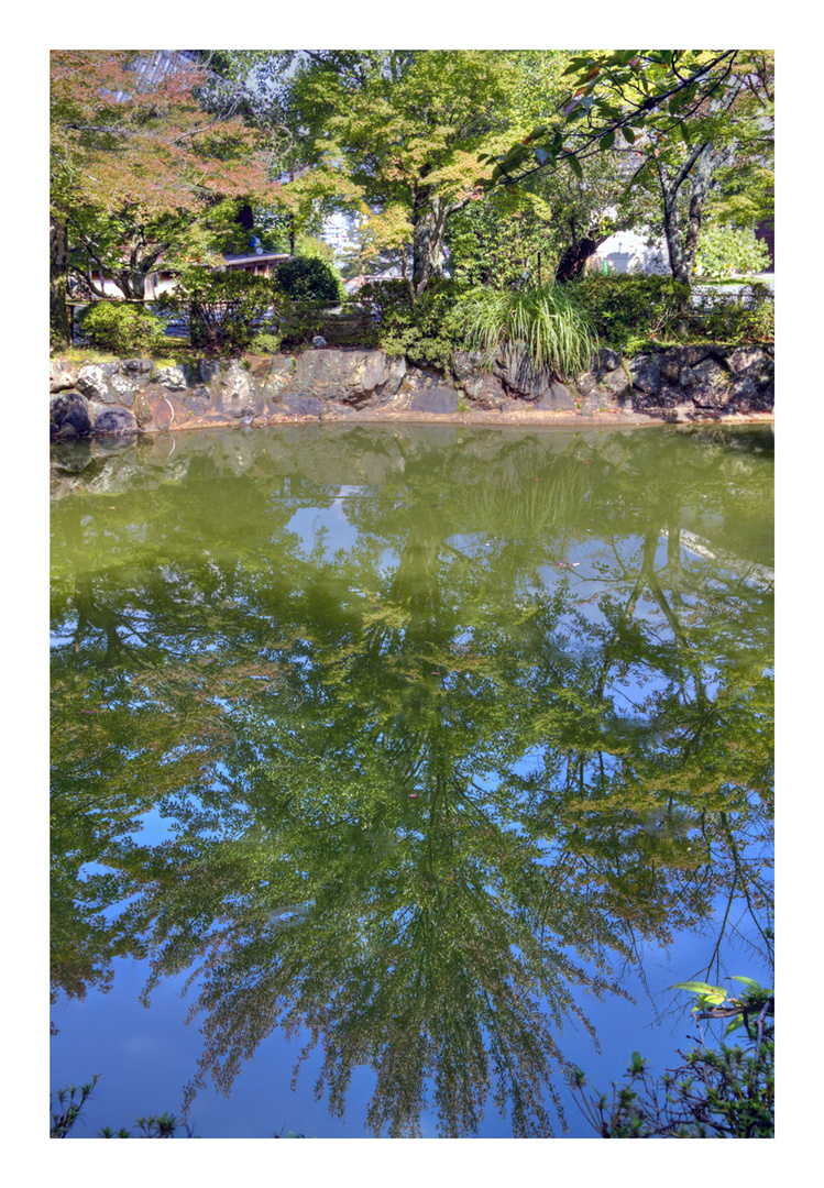 Trees reflected in water