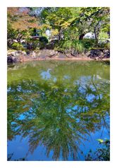 Trees reflected in water